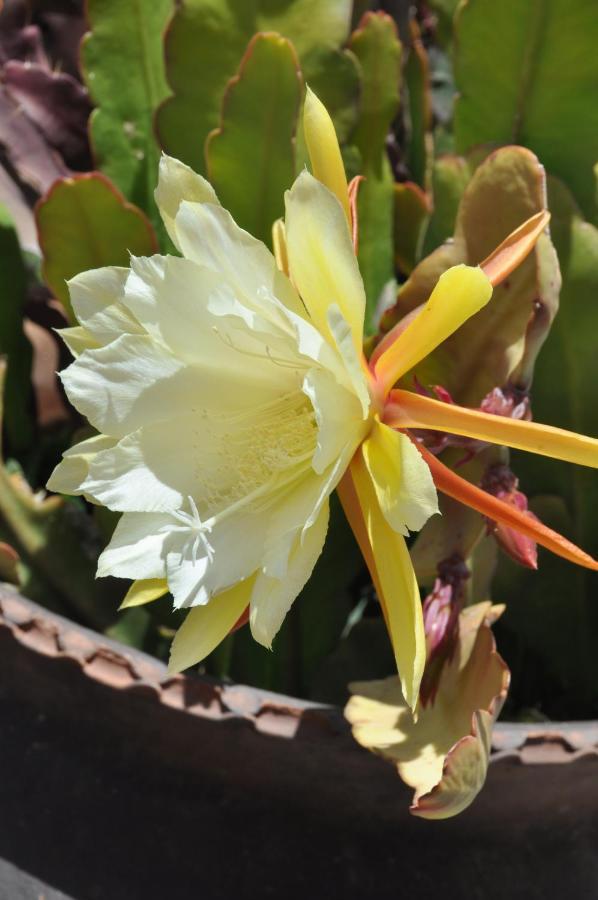 Las Orquideas Ollantaytambo Εξωτερικό φωτογραφία