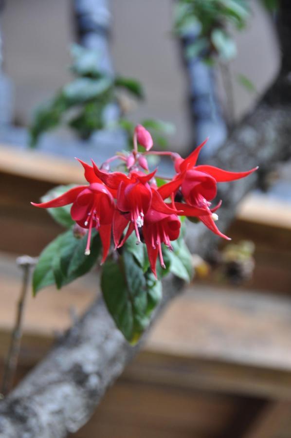 Las Orquideas Ollantaytambo Εξωτερικό φωτογραφία