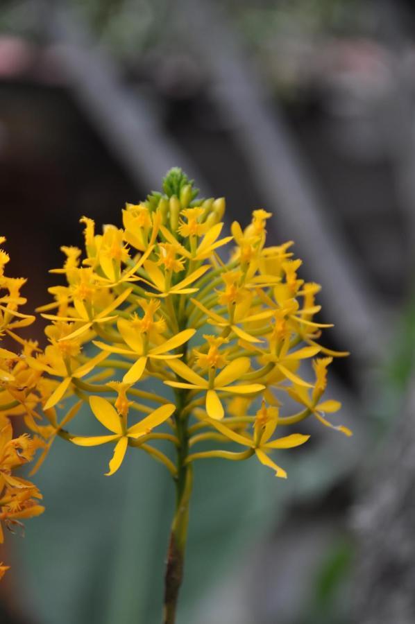 Las Orquideas Ollantaytambo Εξωτερικό φωτογραφία